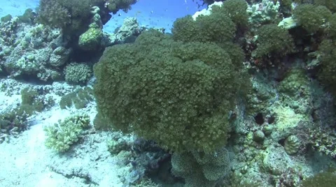 Soft corals Stock Footage 58191809