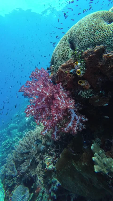 Soft corals growing on submerged reef wall underwater Video stock 325565266