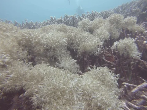 Soft corals in Indonesia Video stock 82885638