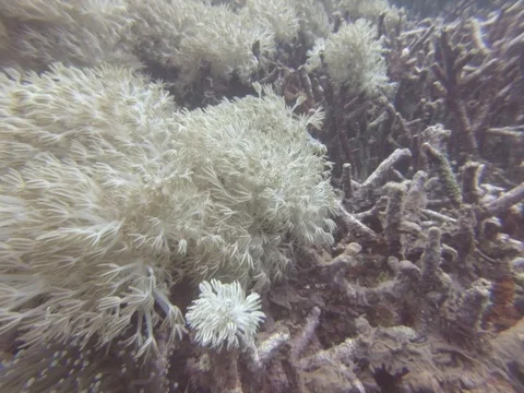 Soft corals in Indonesia Video stock 82885644