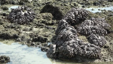 Soft corals, Malaysia Video stock 206580648