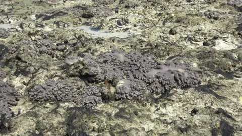 Soft corals, Malaysia Video stock 206582158