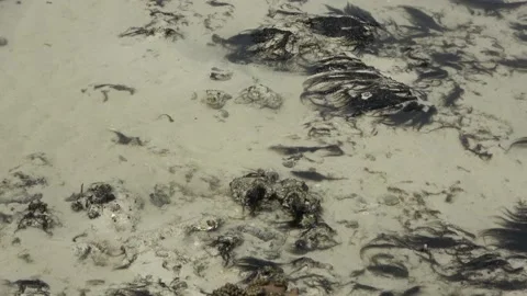 Soft corals, Malaysia Stock Footage 206585984