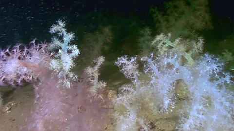 Soft Corals Swaying Gently on the Ocean Floor in Clear Pacific Waters Video stock 323158374