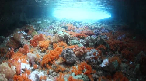 Soft Corals in Tunnel Stock Footage 49832599