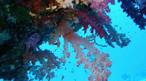 Soft corals under coral pillar, red sea 스톡 동영상 11114785