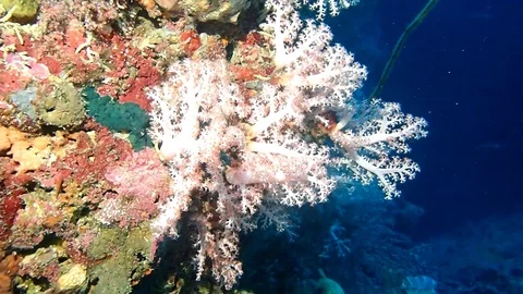 Soft corals on a wall Stock Footage 114395773