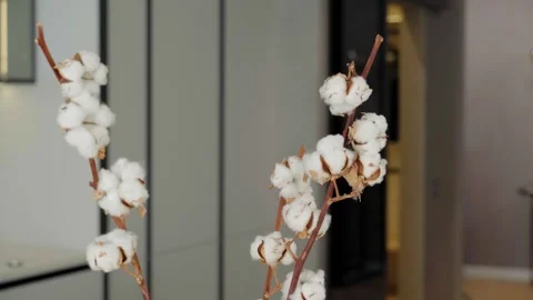 Soft cotton Vidéo 321300616
