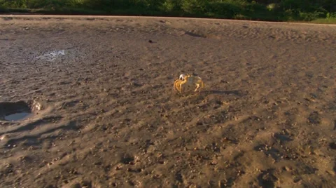 Soft crab runs away from the camera in a brazilian beach Stock-Footage 38491014