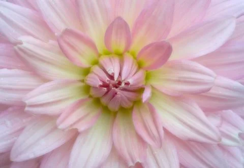 Soft crysanthemum Stock Photos