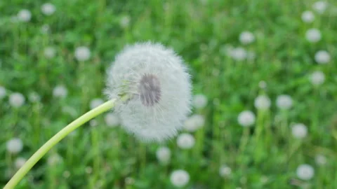 Soft dandelion head sways gently in breeze Stock-Footage 335834666