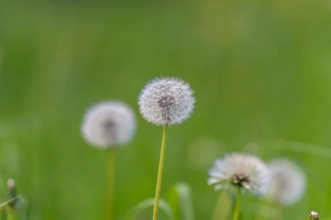 Soft dandelion seeds in dewy field, blurred stems and pastel greens create et Stock Photos