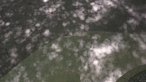 Soft dappled sunlight filters through tree leaves creating shadow on the ground Stock Footage 338212373