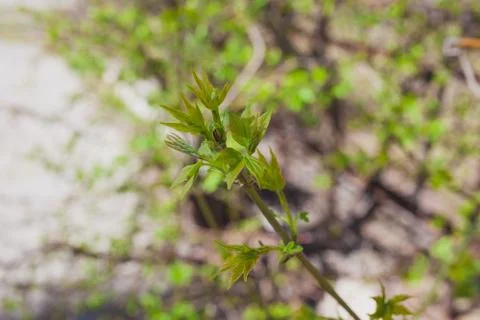 Soft de focused spring texture of tree branches with first new leaves on it Stock Photos