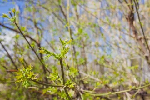 Soft de focused spring texture of tree branches with first new leaves on it Foto stock