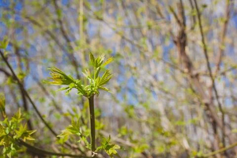 Soft de focused spring texture of tree branches with first new leaves on it Foto stock