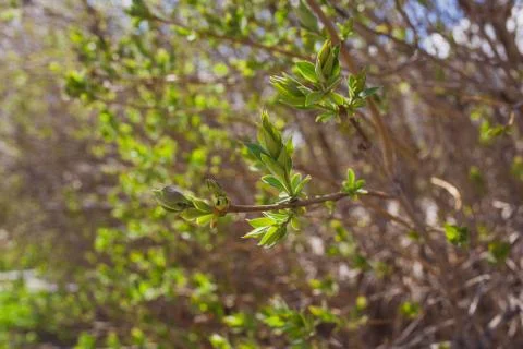 Soft de focused spring texture of tree branches with first new leaves on it Stock Photos