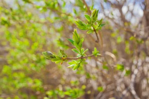 Soft de focused spring texture of tree branches with first new leaves on it Stock Photos