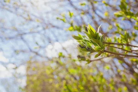Soft de focused spring texture of tree branches with first new leaves on it Stock Photos