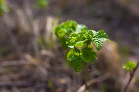 Soft de focused spring texture of tree branches with first new leaves on it Stock Photos