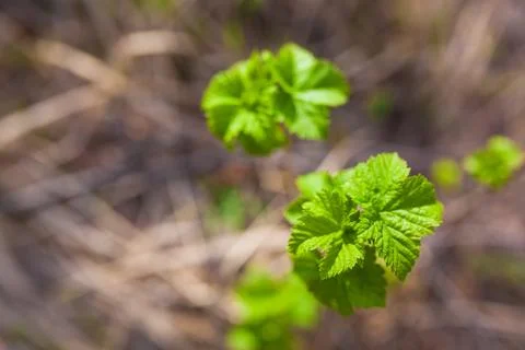 Soft de focused spring texture of tree branches with first new leaves on it Stock Photos