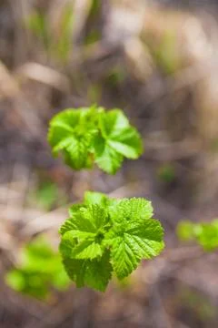 Soft de focused spring texture of tree branches with first new leaves on it Stock Photos