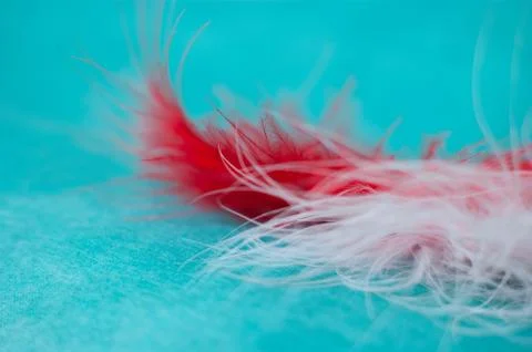 Soft defocused background white and red feathers on turquoise paper texture Stock Photos