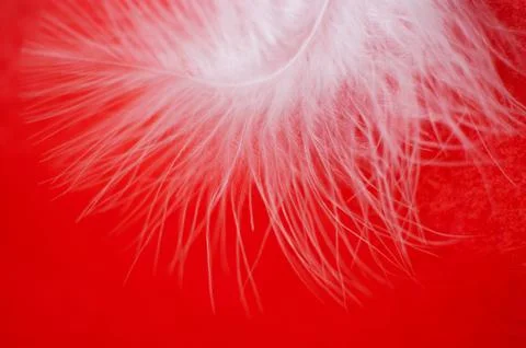 Soft defocused background white feather on red Stock Photos