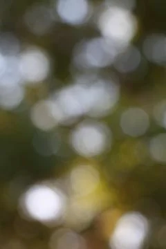 Soft defocused light through leaves vibrant bokeh Stock Photos
