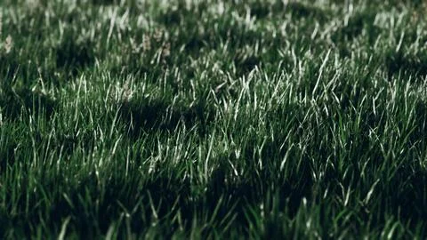 Soft defocused spring background with a lush green grass Stock Illustration
