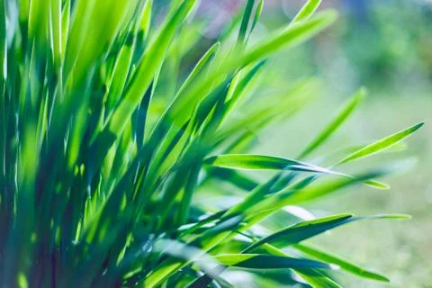 Soft defocused spring background with a sunburst and bokeh over lush green grass Stock Photos