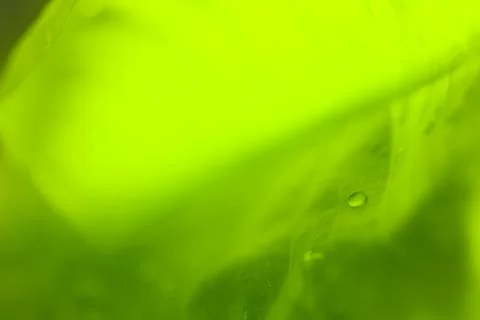 Soft Dew Drop over Fresh Green Leaf Background XXXL Stock Photos