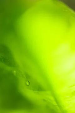 Soft Dew Drop over Fresh Green Leaf Background XXXL Stock Photos