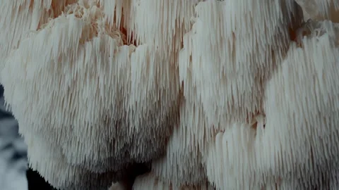 Soft Downward Macro Pan Over Spiny Lions Mane Mushroom 스톡 동영상 331876938