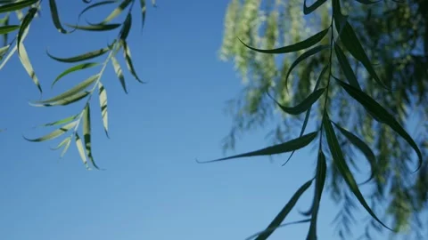 Soft dreamy bokeh blur of weeping willow tree branches Stock Footage 336316143