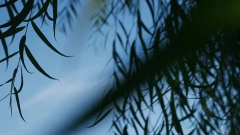 Soft dreamy bokeh blur of weeping willow tree branches Stock Footage 336316446