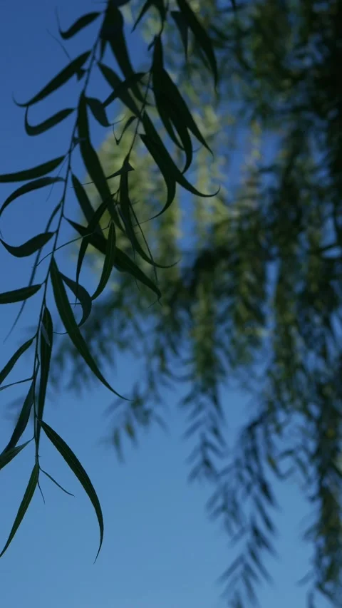 Soft dreamy bokeh blur of weeping willow tree branches Stock-Footage 336316528