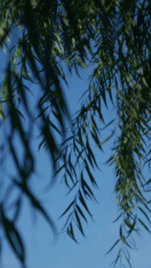 Soft dreamy bokeh blur of weeping willow tree branches Видео 337873114