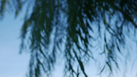 Soft dreamy bokeh blur of weeping willow tree branches Видео 337873133