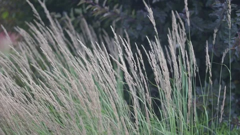 Soft dreamy white grass feather swaying in wind Stock-Footage 304985359