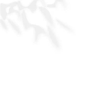 Soft drop shadow from the leaves on a white background Stock Illustration