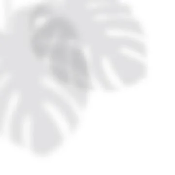 Soft drop shadow from the monstera leaves on a white background Stock Illustration