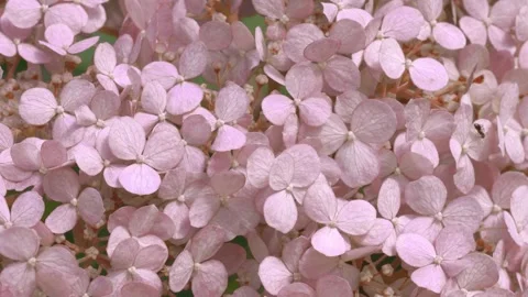 Soft dust- pink hydrangea blossom background. macro footage Stock Footage 245568288