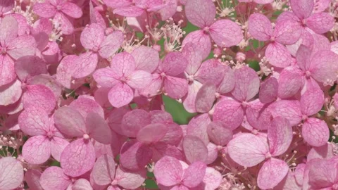 Soft dust- pink hydrangea blossom background. macro footage Stock Footage 246310782
