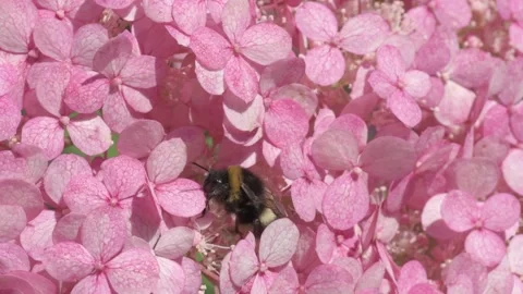 Soft dust- pink hydrangea blossom with working bumblebee. macro footage Stock Footage 246320556