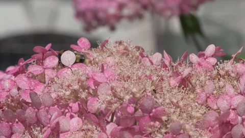 Soft dust- pink hydrangea blossom with working bumblebee. macro footage Stock Footage 246320943
