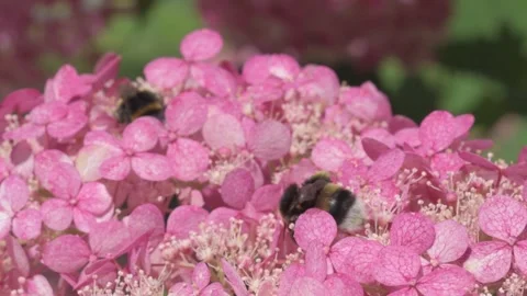 Soft dust- pink hydrangea blossom with working bumblebee. macro footage Stock Footage 246321277