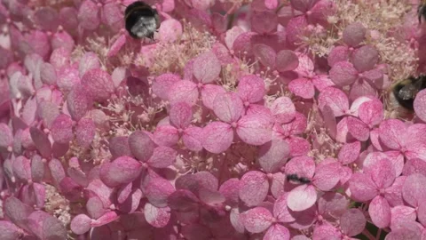 Soft dust- pink hydrangea blossom with working bumblebees. macro footage Stock Footage 246321810