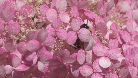 Soft dust- pink hydrangea blossom with working bumblebee. macro footage Stock Footage 246321998
