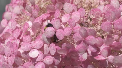 Soft dust- pink hydrangea blossom with working bumblebee. macro footage Stock Footage 246322187